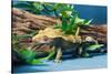 Close-up of Gecko lizard-null-Stretched Canvas