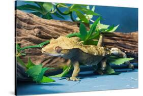 Close-up of Gecko lizard-null-Stretched Canvas