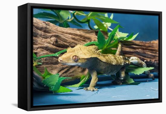 Close-up of Gecko lizard-null-Framed Stretched Canvas