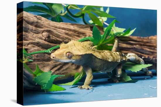 Close-up of Gecko lizard-null-Stretched Canvas