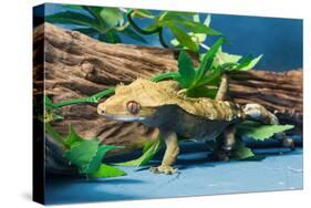 Close-up of Gecko lizard-null-Stretched Canvas