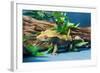Close-up of Gecko lizard-null-Framed Photographic Print