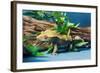 Close-up of Gecko lizard-null-Framed Photographic Print