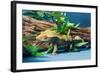 Close-up of Gecko lizard-null-Framed Photographic Print