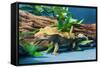 Close-up of Gecko lizard-null-Framed Stretched Canvas