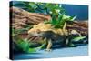 Close-up of Gecko lizard-null-Stretched Canvas