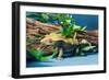 Close-up of Gecko lizard-null-Framed Photographic Print