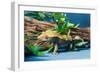 Close-up of Gecko lizard-null-Framed Photographic Print