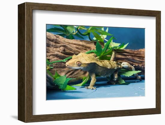 Close-up of Gecko lizard-null-Framed Photographic Print