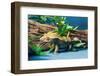 Close-up of Gecko lizard-null-Framed Photographic Print