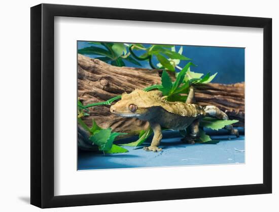 Close-up of Gecko lizard-null-Framed Photographic Print