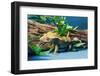 Close-up of Gecko lizard-null-Framed Photographic Print
