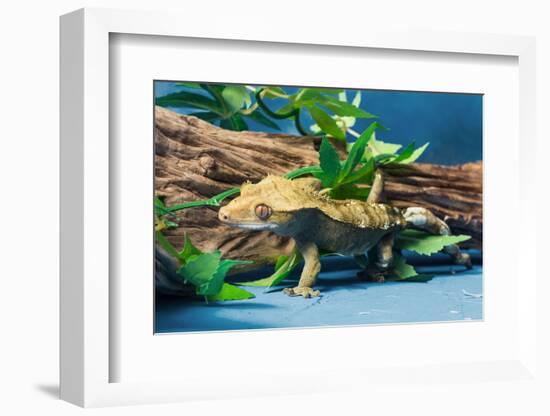 Close-up of Gecko lizard-null-Framed Photographic Print