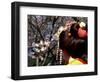 Close-up of Geisha on Philosophers Path, Kyoto, Japan-Nancy & Steve Ross-Framed Photographic Print