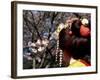 Close-up of Geisha on Philosophers Path, Kyoto, Japan-Nancy & Steve Ross-Framed Photographic Print