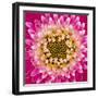 Close-up of gerber daisy, Florida.-Adam Jones-Framed Photographic Print