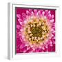 Close-up of gerber daisy, Florida.-Adam Jones-Framed Photographic Print