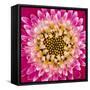 Close-up of gerber daisy, Florida.-Adam Jones-Framed Stretched Canvas