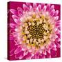 Close-up of gerber daisy, Florida.-Adam Jones-Stretched Canvas