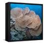 Close-Up of Giant Sea Fan Coral, Ras Mohammed Nat'l Pk, Off Sharm El Sheikh, Egypt-Mark Doherty-Framed Stretched Canvas