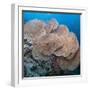 Close-Up of Giant Sea Fan Coral, Ras Mohammed Nat'l Pk, Off Sharm El Sheikh, Egypt-Mark Doherty-Framed Photographic Print