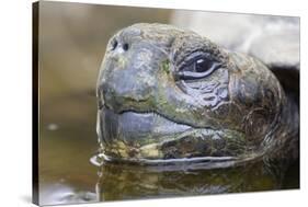 Close-Up of Giant Tortoise Head-Paul Souders-Stretched Canvas