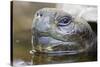 Close-Up of Giant Tortoise Head-Paul Souders-Stretched Canvas