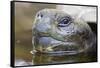 Close-Up of Giant Tortoise Head-Paul Souders-Framed Stretched Canvas