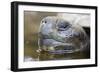 Close-Up of Giant Tortoise Head-Paul Souders-Framed Photographic Print