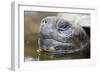 Close-Up of Giant Tortoise Head-Paul Souders-Framed Photographic Print