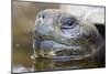 Close-Up of Giant Tortoise Head-Paul Souders-Mounted Photographic Print