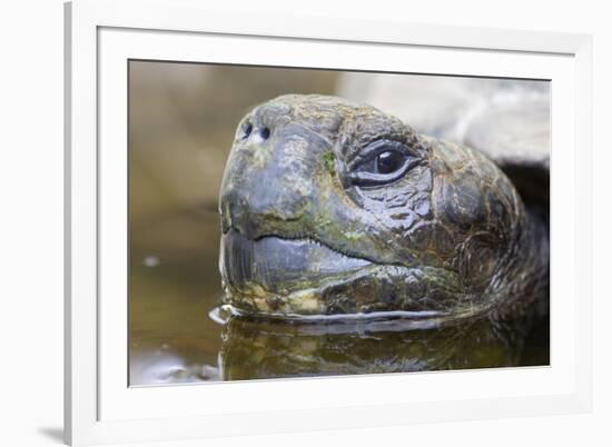 Close-Up of Giant Tortoise Head-Paul Souders-Framed Photographic Print