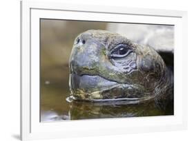 Close-Up of Giant Tortoise Head-Paul Souders-Framed Photographic Print