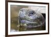 Close-Up of Giant Tortoise Head-Paul Souders-Framed Photographic Print