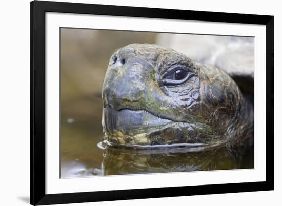 Close-Up of Giant Tortoise Head-Paul Souders-Framed Photographic Print