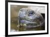 Close-Up of Giant Tortoise Head-Paul Souders-Framed Photographic Print