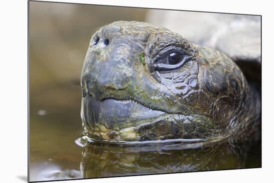 Close-Up of Giant Tortoise Head-Paul Souders-Mounted Photographic Print