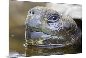 Close-Up of Giant Tortoise Head-Paul Souders-Mounted Photographic Print