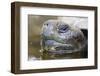 Close-Up of Giant Tortoise Head-Paul Souders-Framed Photographic Print