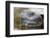 Close-Up of Giant Tortoise Head-Paul Souders-Framed Photographic Print