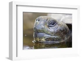 Close-Up of Giant Tortoise Head-Paul Souders-Framed Photographic Print