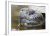 Close-Up of Giant Tortoise Head-Paul Souders-Framed Photographic Print