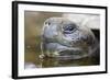 Close-Up of Giant Tortoise Head-Paul Souders-Framed Photographic Print