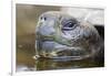 Close-Up of Giant Tortoise Head-Paul Souders-Framed Photographic Print