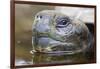 Close-Up of Giant Tortoise Head-Paul Souders-Framed Photographic Print