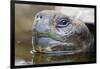 Close-Up of Giant Tortoise Head-Paul Souders-Framed Photographic Print