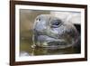 Close-Up of Giant Tortoise Head-Paul Souders-Framed Photographic Print