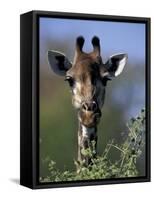 Close-up of Giraffe Feeding, South Africa-William Sutton-Framed Stretched Canvas