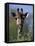 Close-up of Giraffe Feeding, South Africa-William Sutton-Framed Stretched Canvas