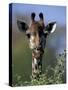 Close-up of Giraffe Feeding, South Africa-William Sutton-Stretched Canvas